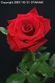 Rosa Rote Rose